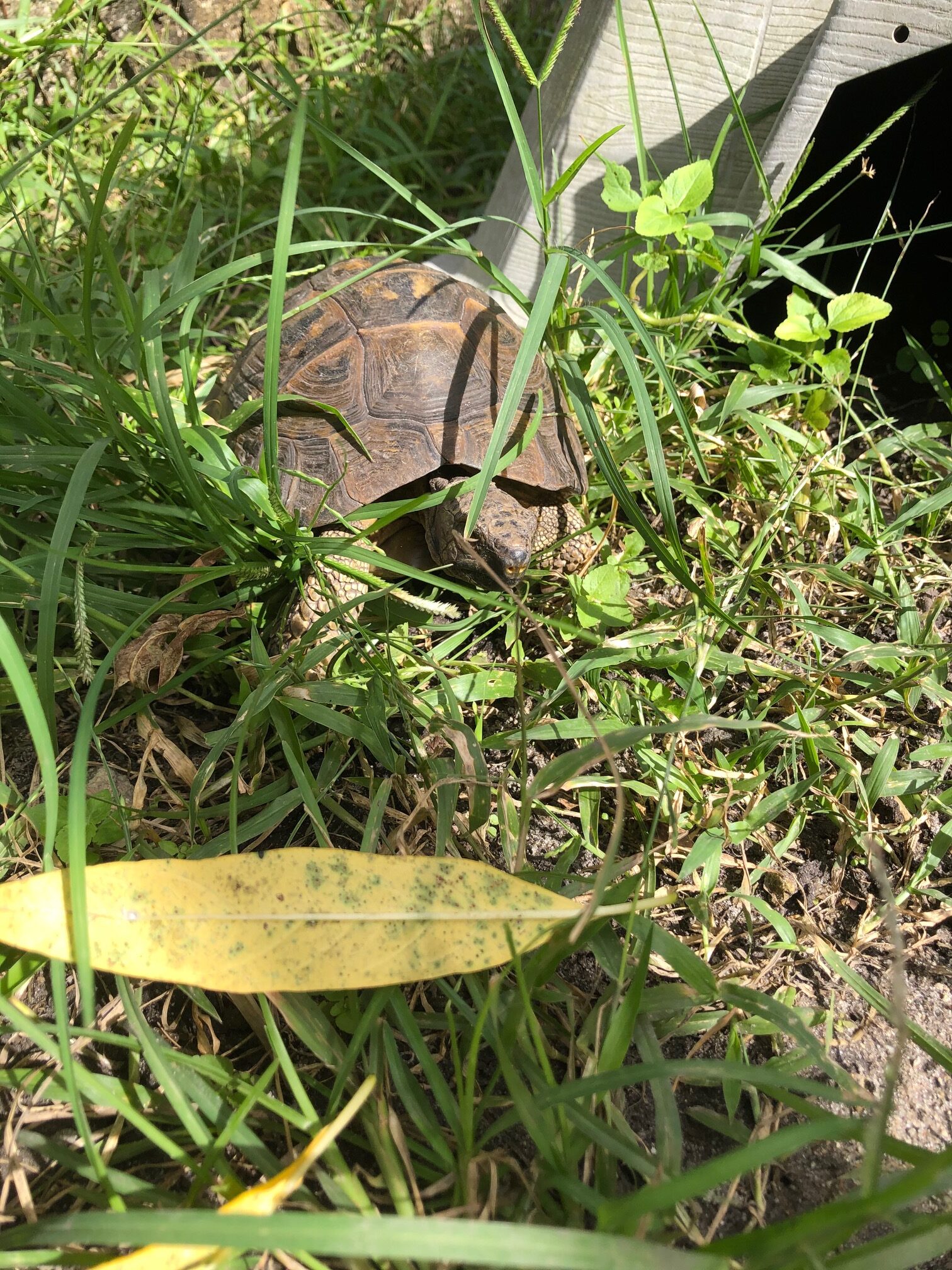 Animal Feature of the Week: Bumper! | Sawgrass Nature Center & Wildlife ...