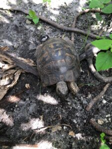 Animal Feature of the Week: Bumper! | Sawgrass Nature Center & Wildlife ...