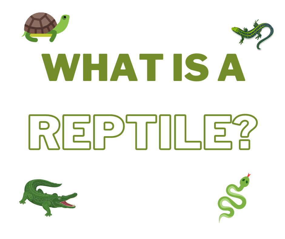 What is a reptile? | Sawgrass Nature Center & Wildlife Hospital