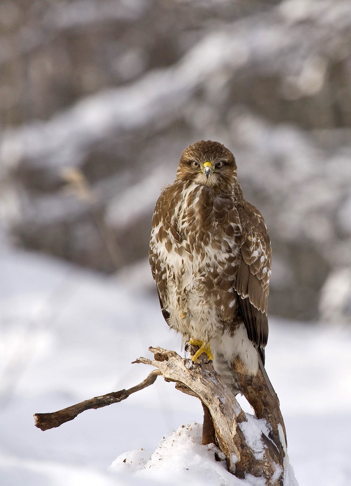 Buzzards Day (Mar. 15th) Sawgrass Nature Center & Wildlife Hospital