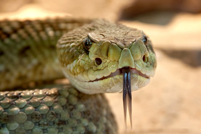 World Snake Day (July 16th)