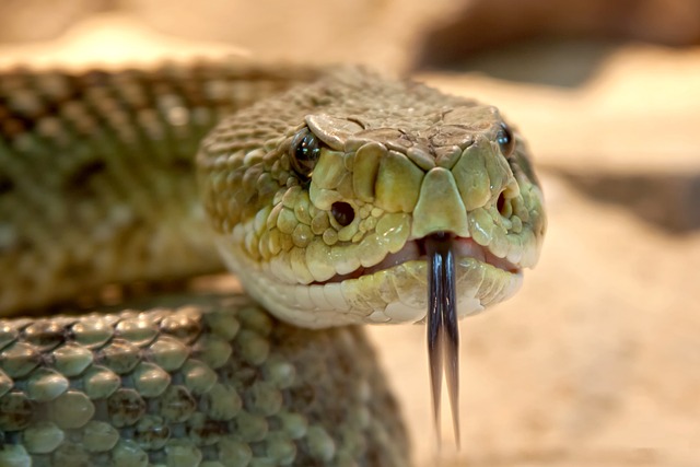 World Snake Day Celebrated July 16 – Los Alamos Reporter