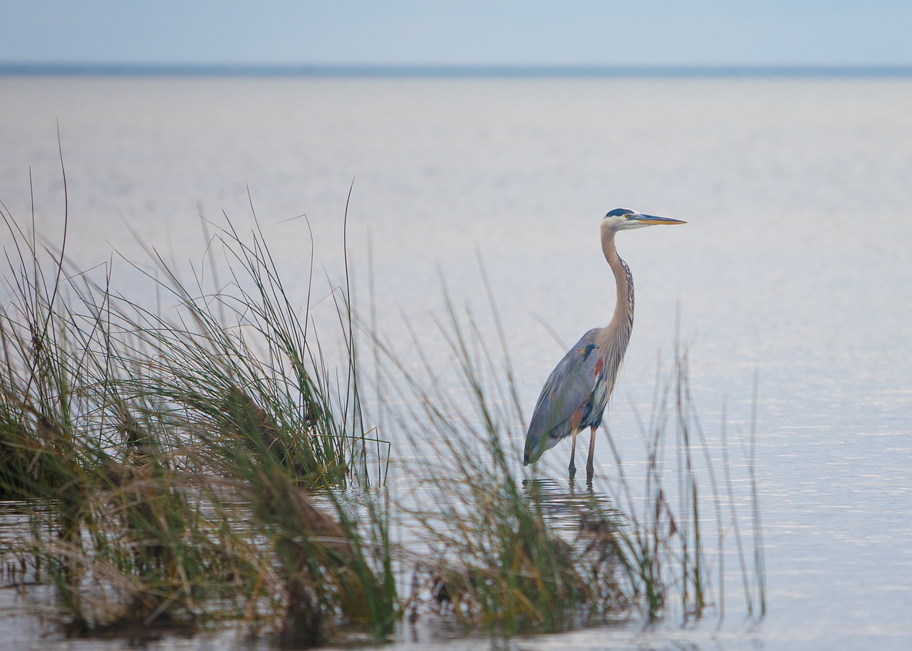 WILDLIFE CONSERVATION DAY - December 4 - National Day Calendar