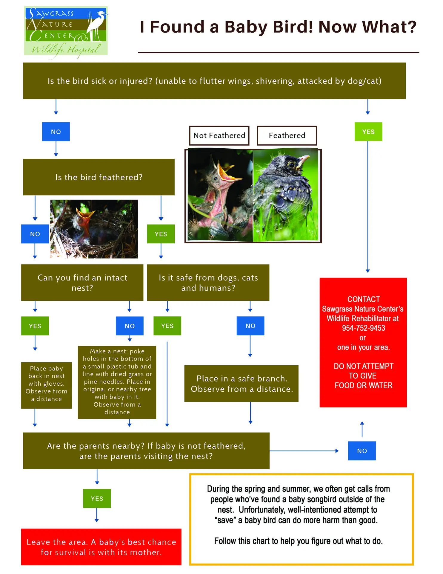 What to do if you found an orphaned or injured baby bird - Sawgrass Nature Center