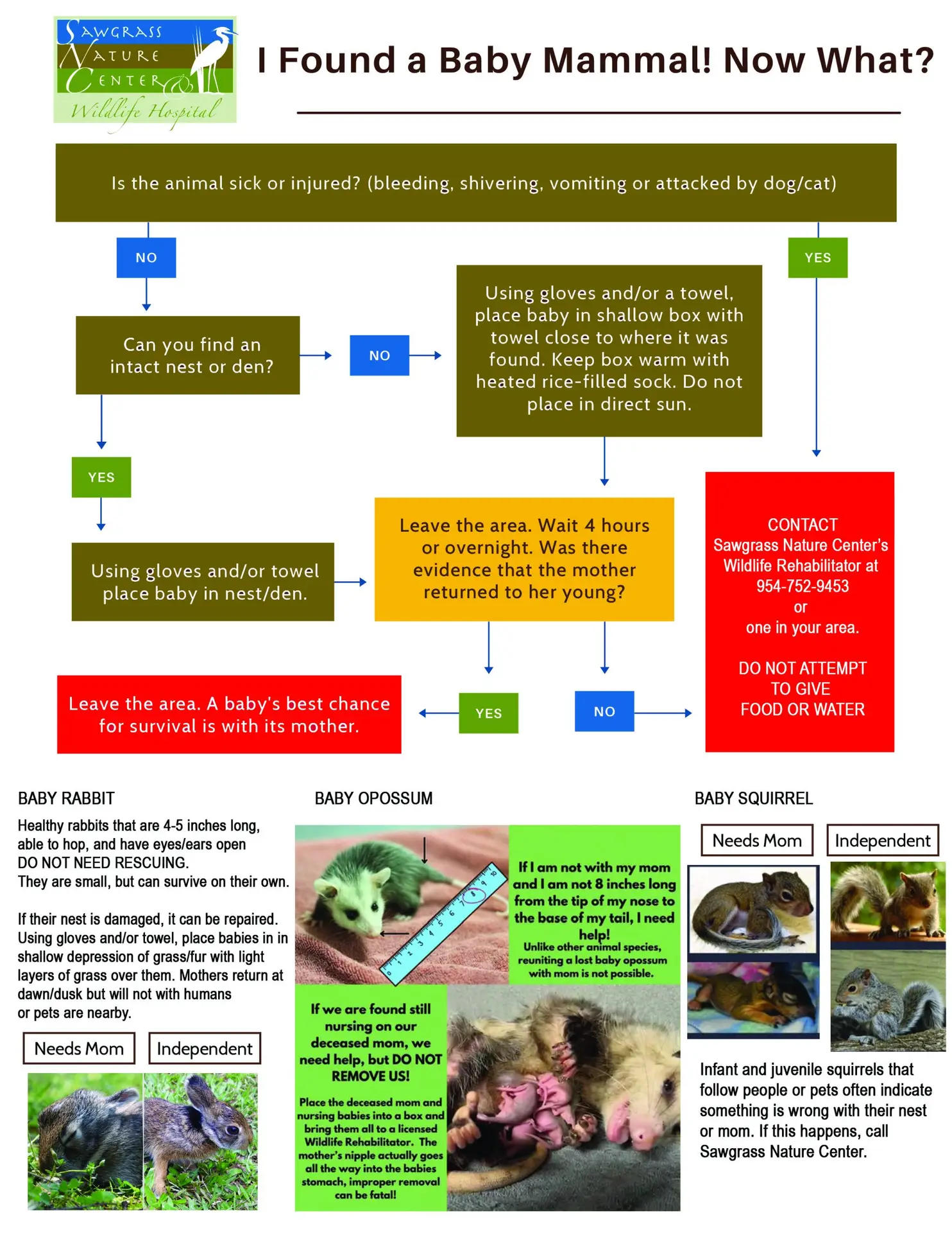 What to do if you found an orphaned or injured baby mammal - Sawgrass Nature Center