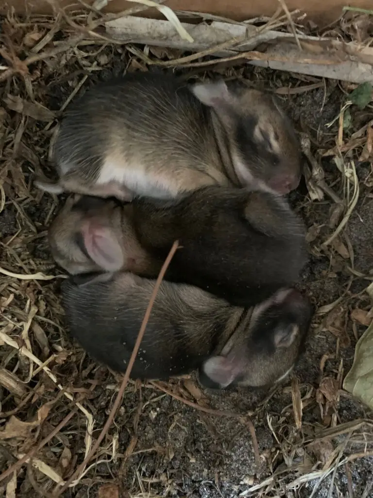 Found a baby mammal?