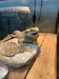 bearded.dragon