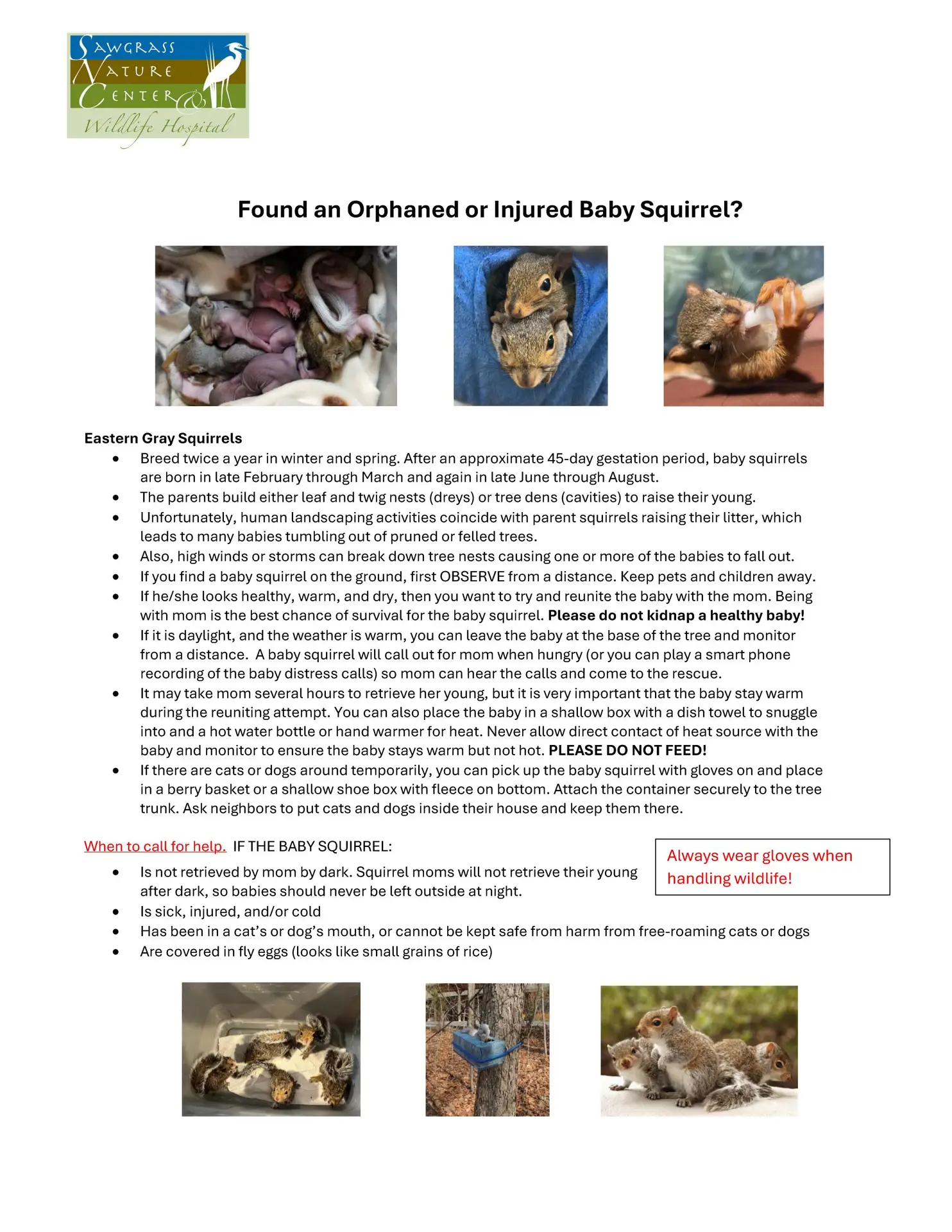 What to do if you found an orphaned or injured baby squirrel - Sawgrass Nature Center