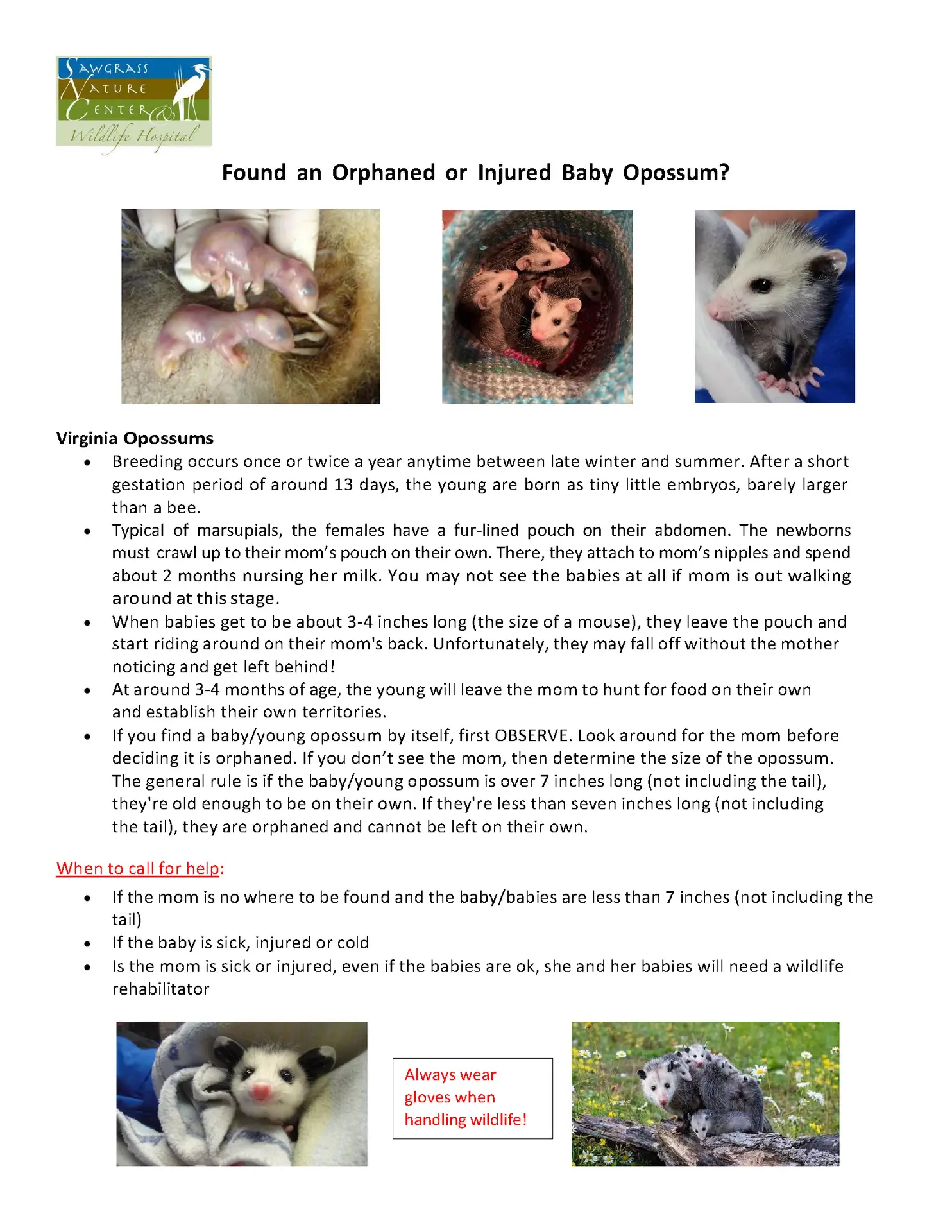 What to do if you found an orphaned or injured baby opossum - Sawgrass Nature Center