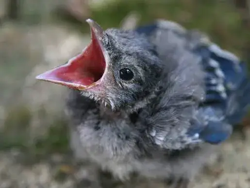 Found a baby bird?