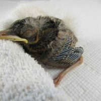 baby bird