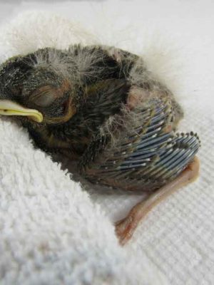 baby bird